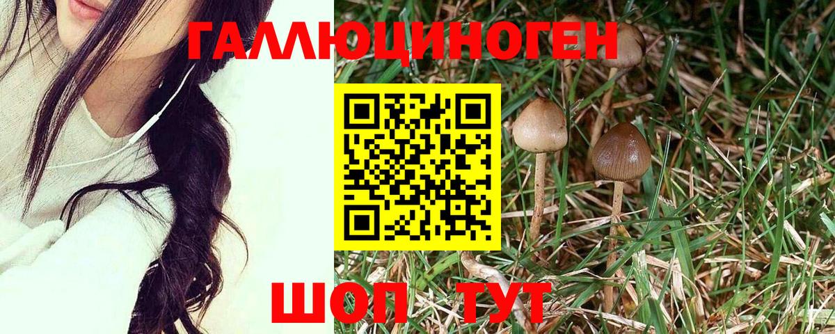 Псилоцибиновые грибы мухоморы  где купить наркотик  Сертолово  Вход с VPN 